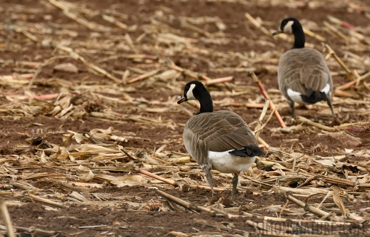 Branta canadensis interior [400 mm, 1/640 sec at f / 8.0, ISO 1600]